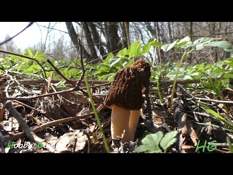 Первые весенние грибы — СМОРЧКИ. Самые интересные, самые вкусные! Сбор и первичная обработка.