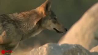 Mother Moose Save Baby From Claws Of The Wolves But Fail In A Lake