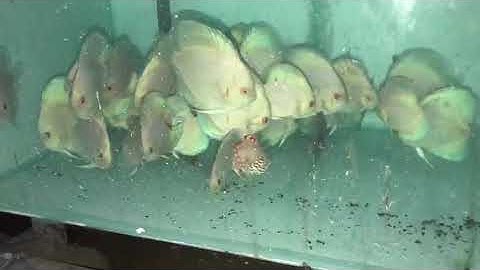 cá dĩa xanh lam I trại cá dĩa