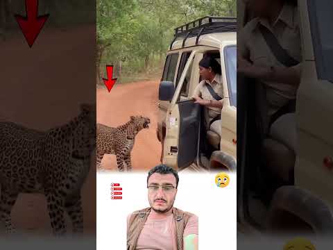 هرب من الخطر وعثر على الأمل نهاية غير متوقعة لغزال صغير  اكسبلور