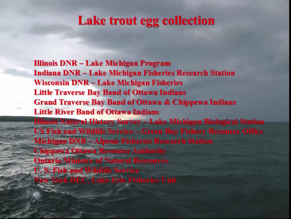 LMC 10 Thiamine analysis from spawning Lake Trout Riley 