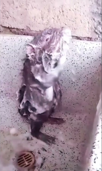 Viral! Video TIkus Yang Mandi Seperti Manusia #shorts #videolucu