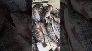 Fish cutting Sri Lanka ??