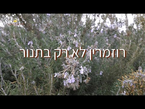 וִידֵאוֹ: תכונות שימושיות וקסומות של רוזמרין