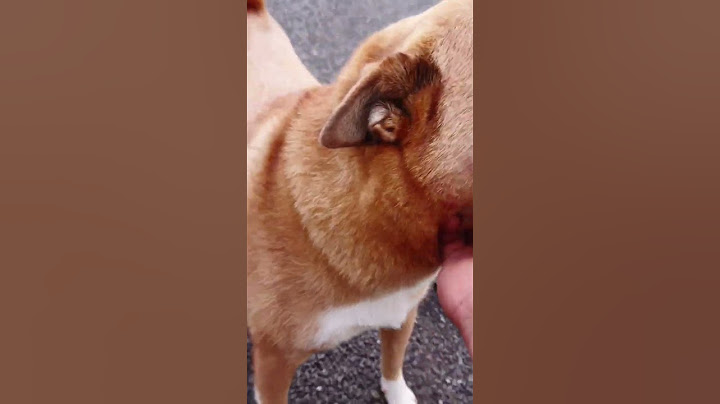 問いかけにウインクで答える犬。