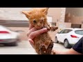 Kitten Trapped In A Sewer System Keep Crying To Ask For Help - Save Animal&#39;s Life