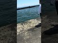 ヒカル社長エギングでアオリを狙う‼️