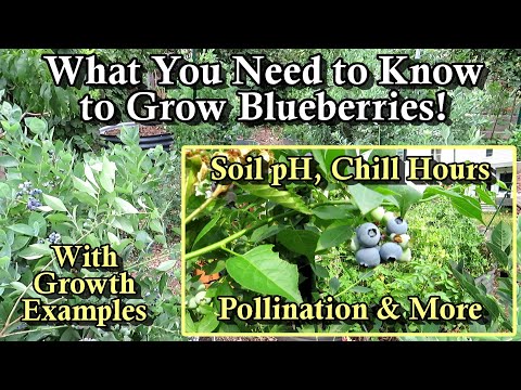 Video: Loj hlob Blueberry Bushes - Cov Tswv Yim Rau Kev Kho Mob Blueberry Cog
