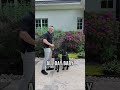 How Puppies Can Learn by Watching Other Dogs!