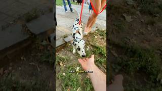 РАЗВЛЕКАЛИСЬ НА DOGFEST КАК МОГЛИ🤭 #շներ #գրումինգ #Երևան #Հայաստան #armenia
