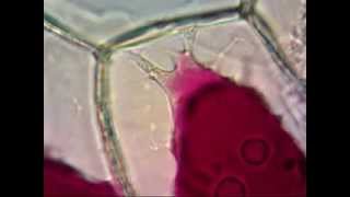 Плазмоліз І Деплазмоліз У Рослинних Клітинах