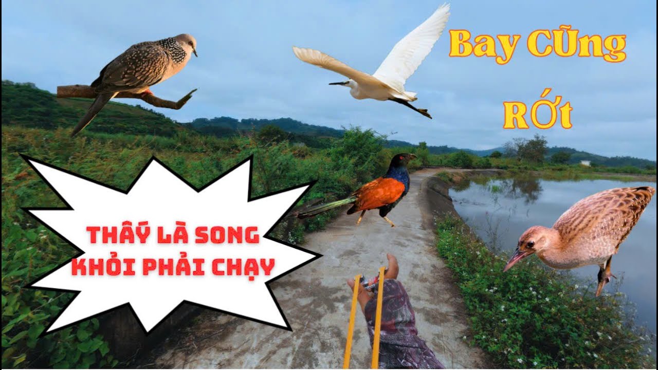 Dùng Ná Cao Su Góc 45* Đi Săn Ngoài Đồng, Hạ Cò Trắng Bay 1 Viên Đẹp Mắt || SangSlingShot
