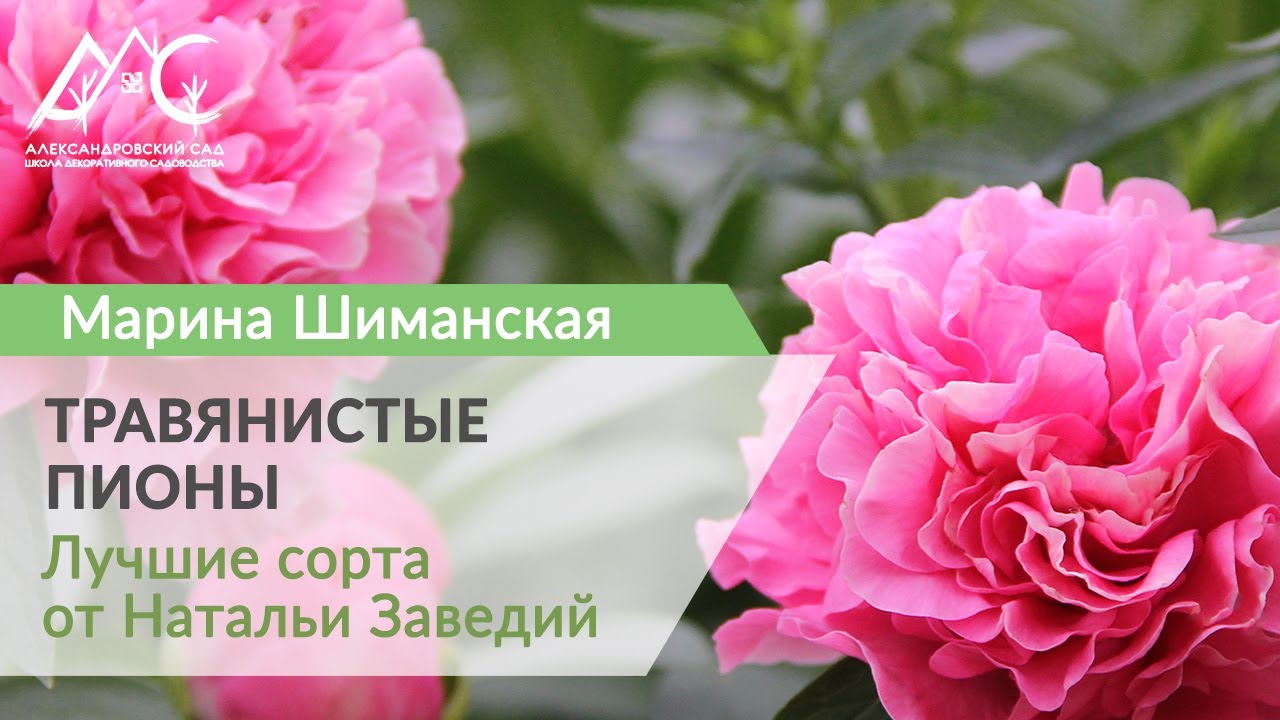 Пион Диннер плейт 15 фото описание сорта пионов особенности посадки и ухода