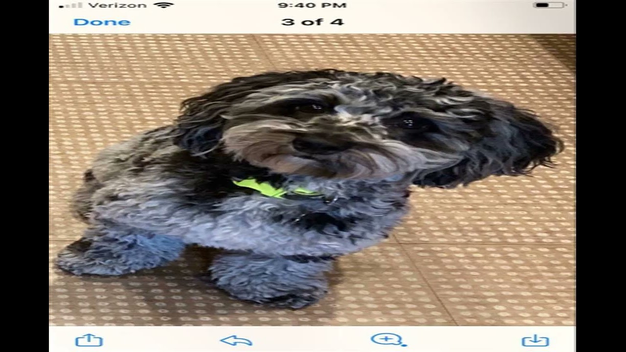 ONCE MORE EVENING Wanted cocktail SCHOOL OF GRANGE acoustic Eyes No limits