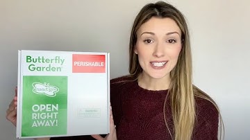 Unboxing Insect Lore