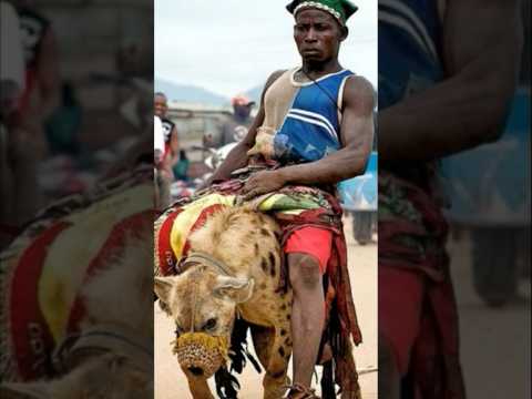 الضباع في نيجيريا هي مجرد حيوانات أليفة Trending Trending Viral Shorts