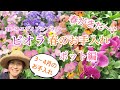【ビオラ】3〜4月の春のお手入れ(ポット編)