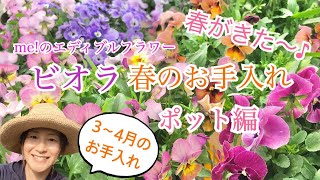 【ビオラ】3〜4月の春のお手入れ(ポット編)