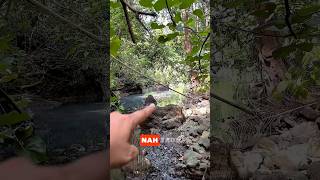 Habitat Buaya Muara Di Hutan Sancang shots buaya  viral