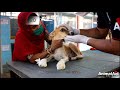 Puppy's paw was crushed and degloved, but when he healed, he sang!