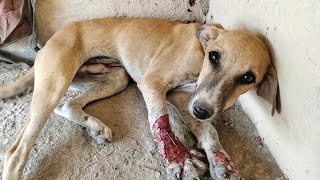 Puppy's Paw Was Crushed And Degloved, But When He Healed, He Sang!