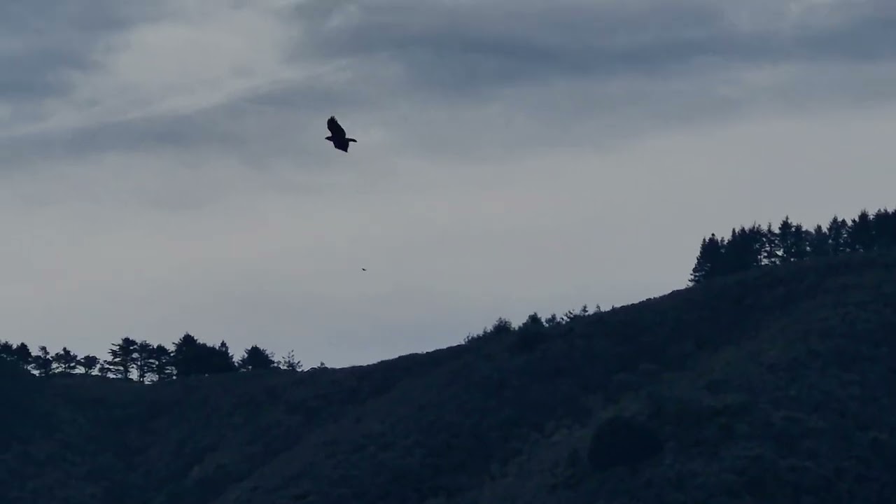 Joque // Veiled Reality