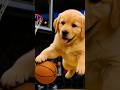 10/10 Form. Zero Bark, All Bite! 🐕🏀#NBAPup #DunkingDog #funny