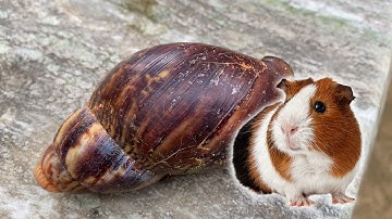 Bé Gạo TV lái xe công nông đi tìm chuột lang nước, ốc sên, xe điều khiển