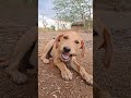 Dog puppy
