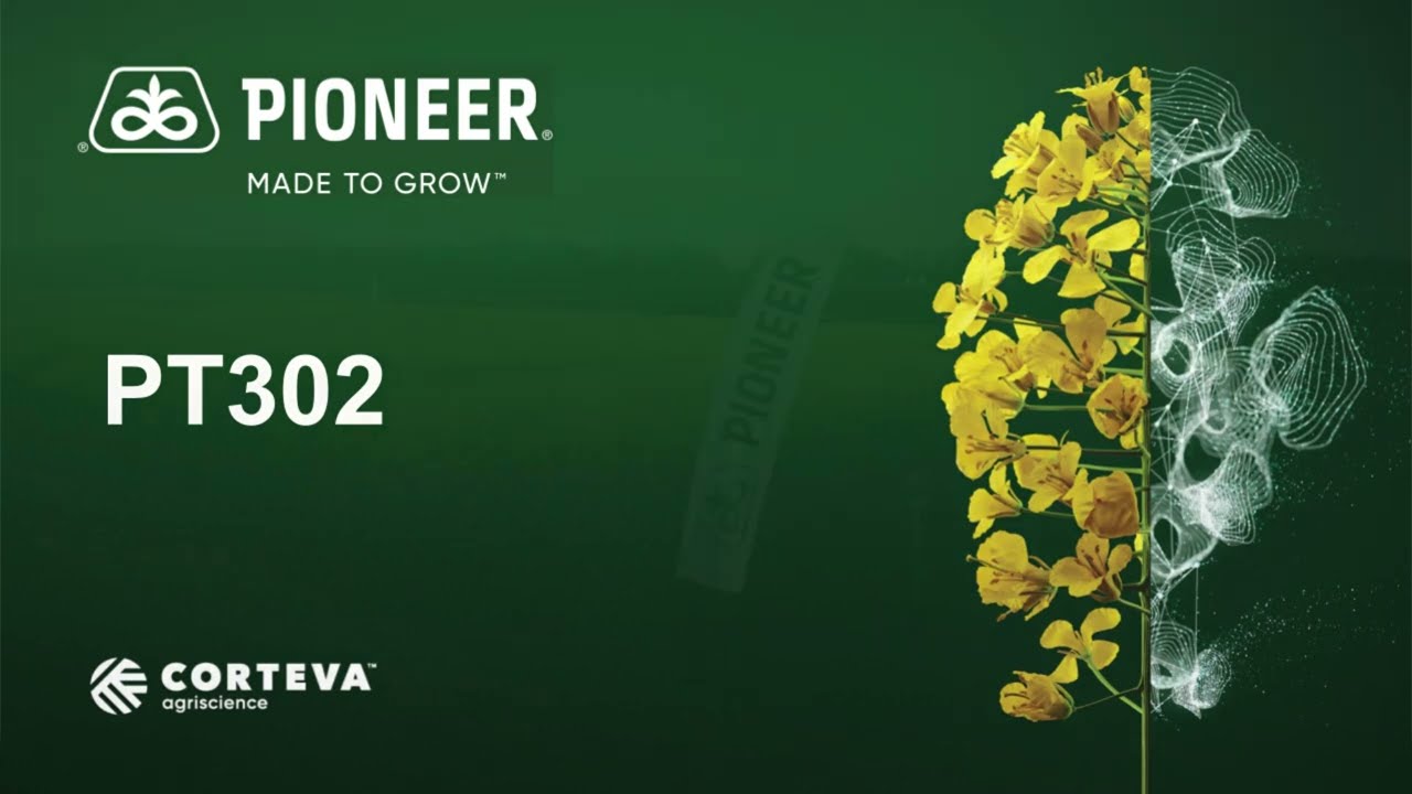 PT302 - Magas termőképesség és kiváló olajtartalom.