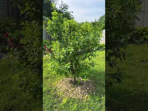 Video: Romeo-kirsikka-hedelmäpuut – Romeo-kirsikoiden kasvattaminen