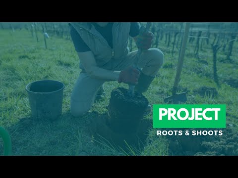 Roots and Shoots