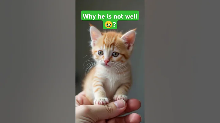 Watch the video about Poor little kitten 🐈 #shortvideo #shortvideo #shortsfeed #shorts #short