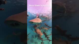 Nurse Shark Snorkeling
