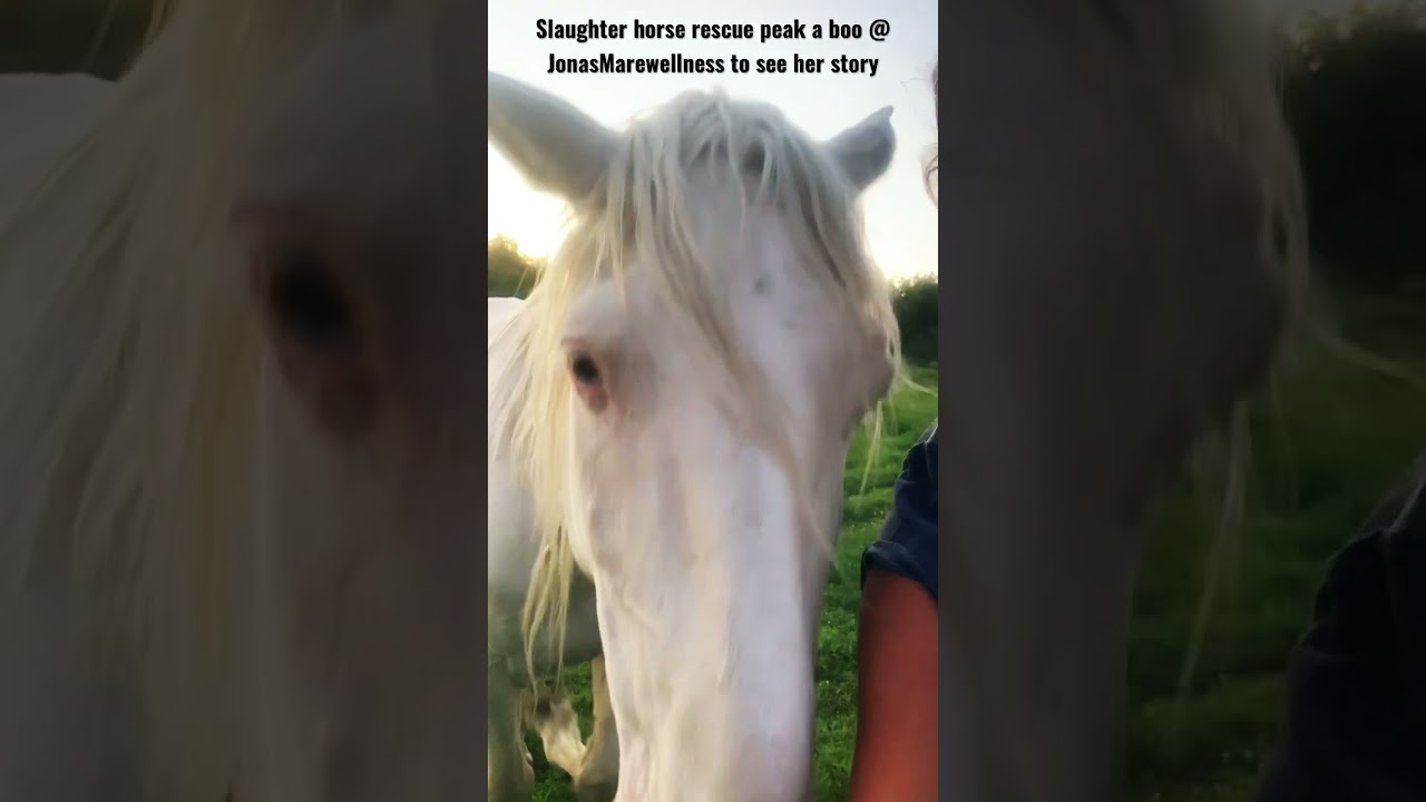 Slaughter horse rescue playing peak a boo 