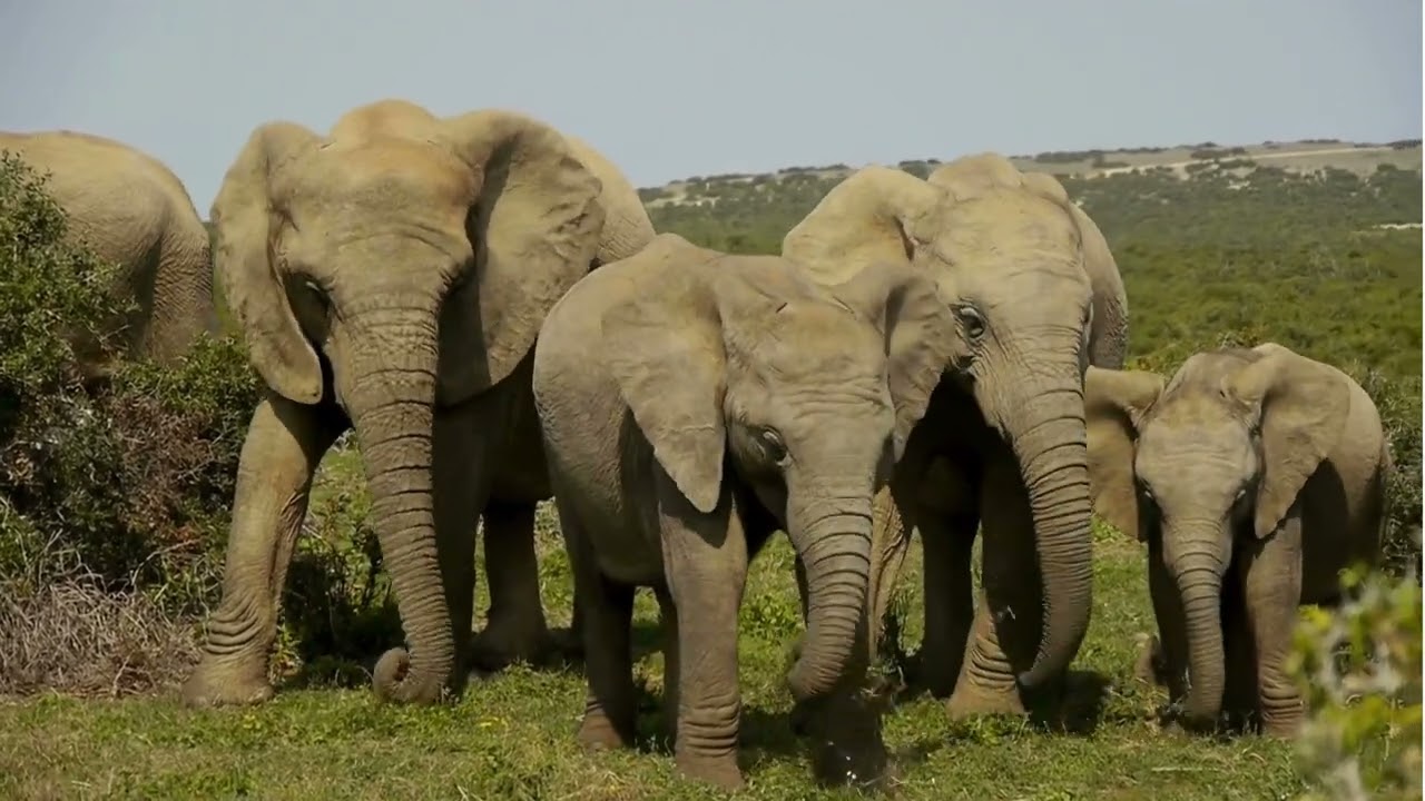 Elephants Social Structure and Memory.