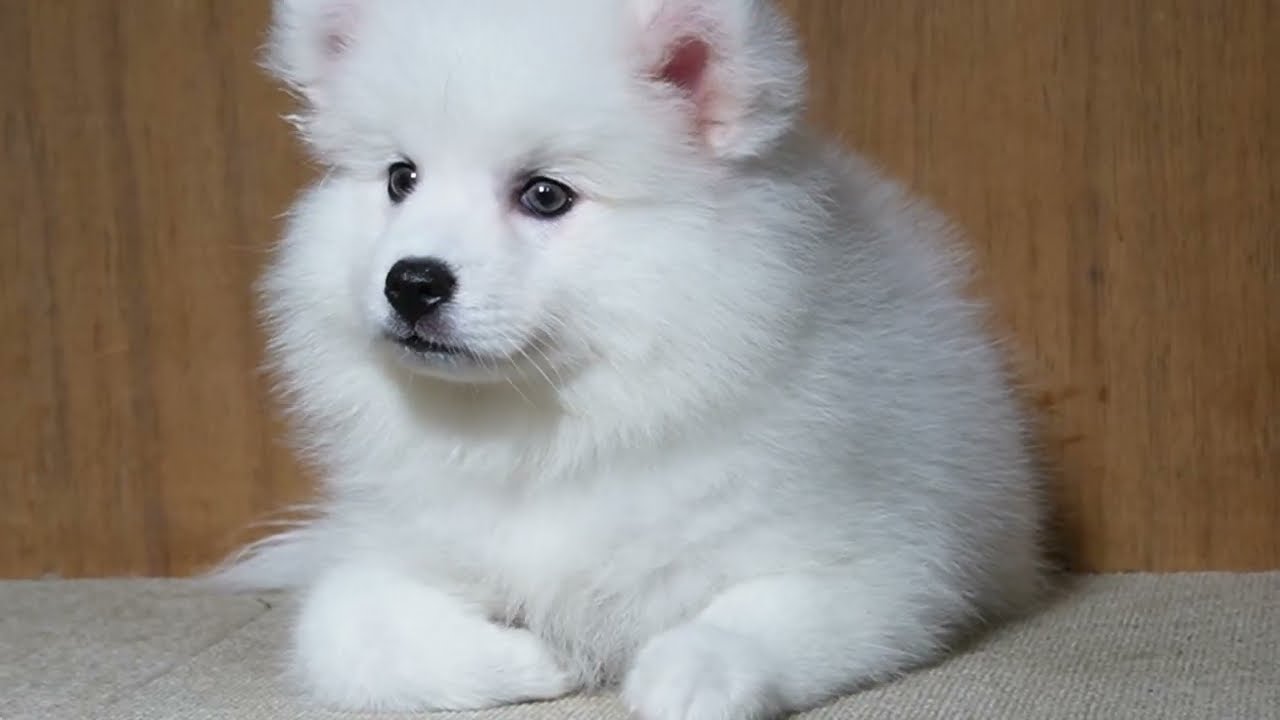 日本スピッツ 2026年6月25日生まれ雌② Japanese Spitz - YouTube