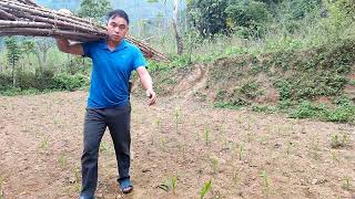 How to grow cassava super fast @Tienvinh141