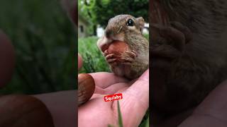 Me Squishy My Sweet Precious Baby, Fill The Cheeks #Shorts #Chipmunks #Cuteanimals #Squishy #Cute