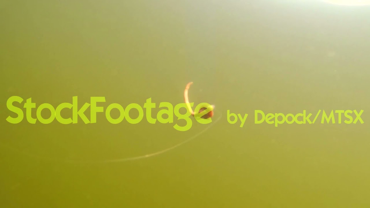 Royalty Free Stock Footage   Underwater clip Fishing    Free Download