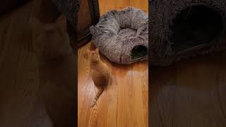 Donut Play of Two Naughty Cats. Cat&#39;s Funny Life. Cute Cats Jessica &amp; Johnny #shorts #cats #viral