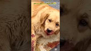 Dog की sad story आपको कैसी लगी 