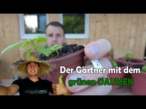 Wie lange brauchen Chilis zum Keimen? Die ehrlichen Zeiten