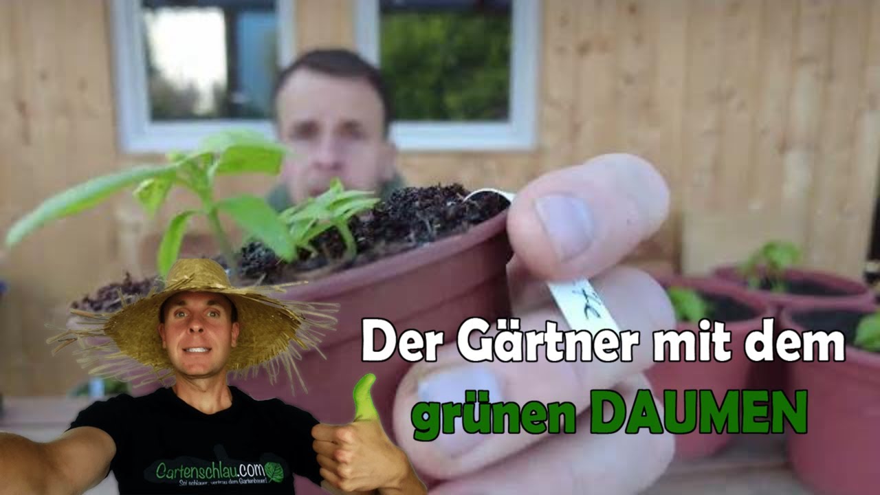 Wie lange brauchen Chilis zum Keimen? Die ehrlichen Zeiten