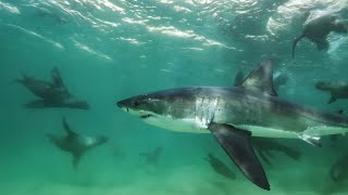 Great White Shark Mobbed By Gang Of Seals | Planet Earth Iii | Bbc Earth