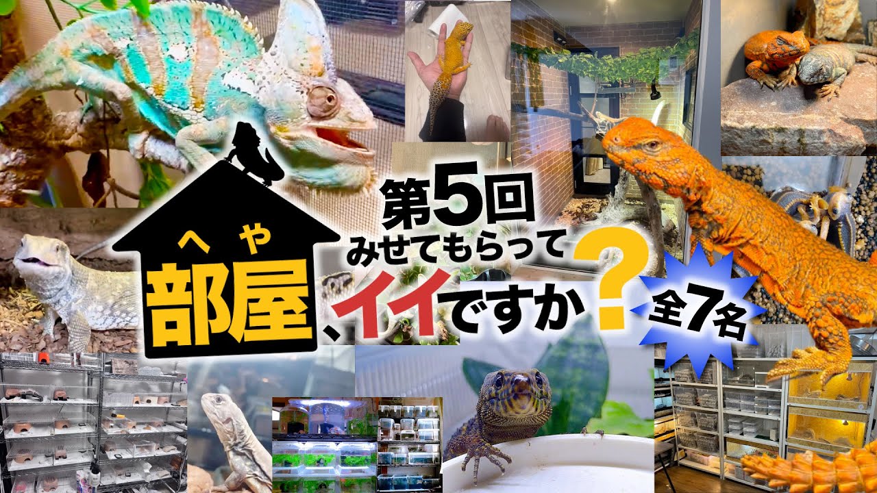爬虫類飼育者がどんな部屋で飼ってるか知りたくない？人の 爬虫類部屋 ルームツアー ！【部屋、見せてもらってイイですか？第５回】