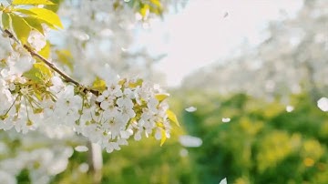 آيات من سورة العنكبوت الٓمٓ...تلاوة رهيبة  بصوت عبدالله خالد الخراز Surah Al-‘Ankabūt (The Spider)