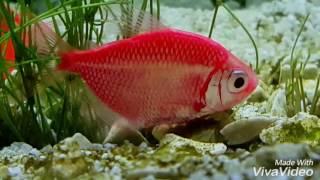 tetra glofish