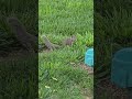 Adorable Backyard Squirrel Moments: Sniff, Sit &amp; Hop! ✨