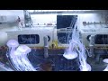 Coral lab fish breeding conservation center walkthrough tour marine jellyfish laboratory facility